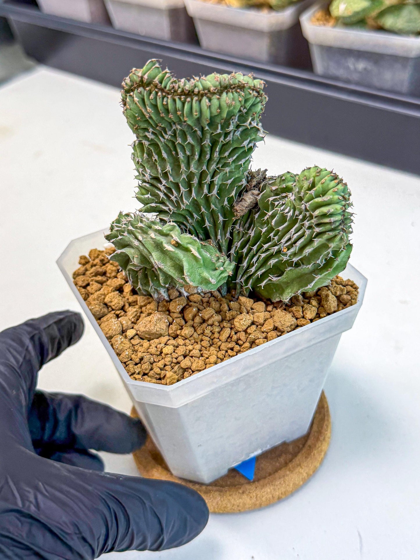 Euphorb Kibwezensis Crested (b) | Rare Plant