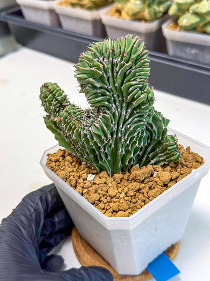 Euphorb Kibwezensis Crested (b) | Rare Plant