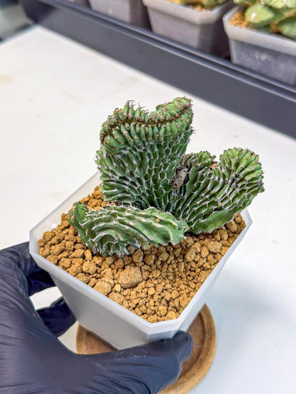 Euphorb Kibwezensis Crested (b) | Rare Plant