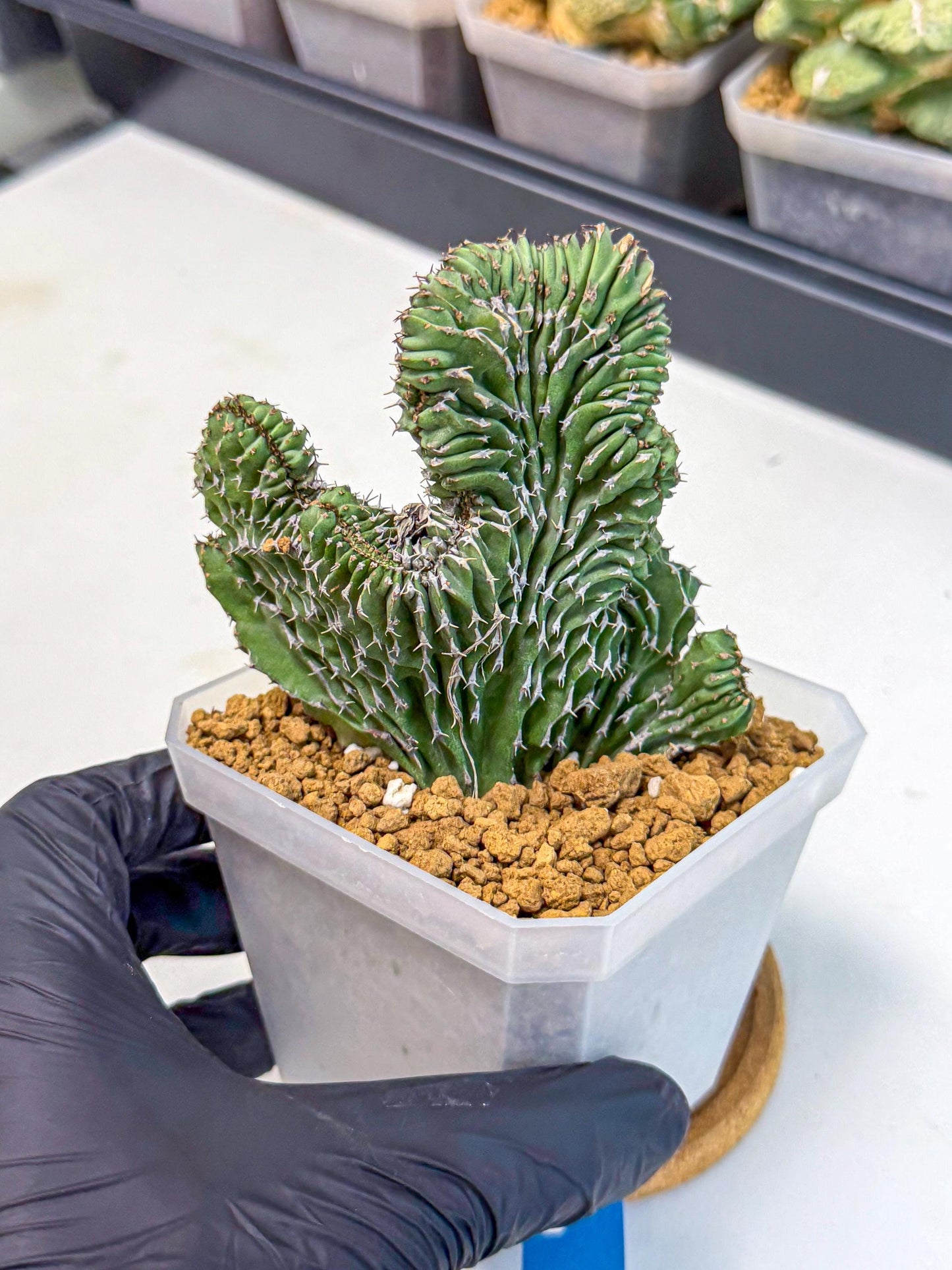 Euphorb Kibwezensis Crested (b) | Rare Plant