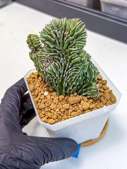 Euphorb Kibwezensis Crested (b) | Rare Plant