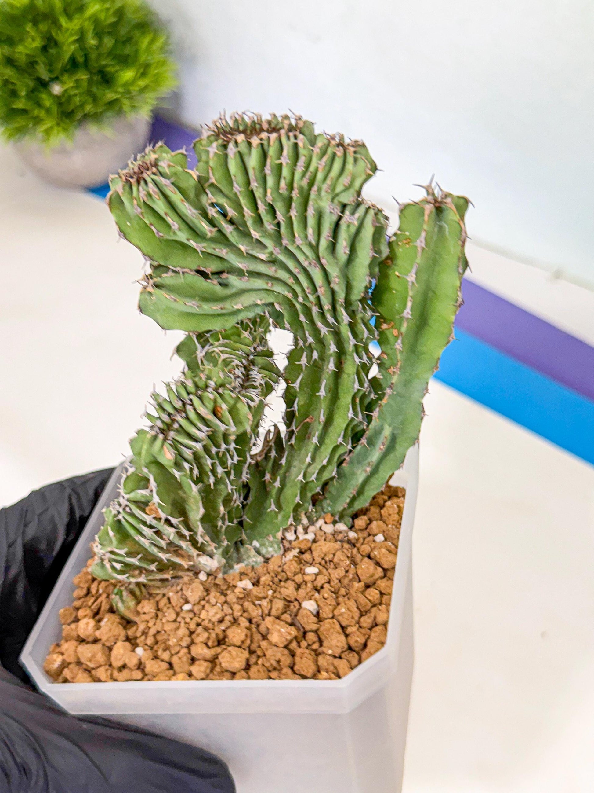 Euphorb Kibwezensis Crested (p) | Rare Plant