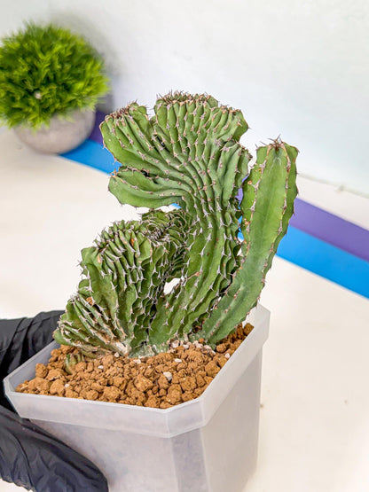 Euphorb Kibwezensis Crested (p) | Rare Plant