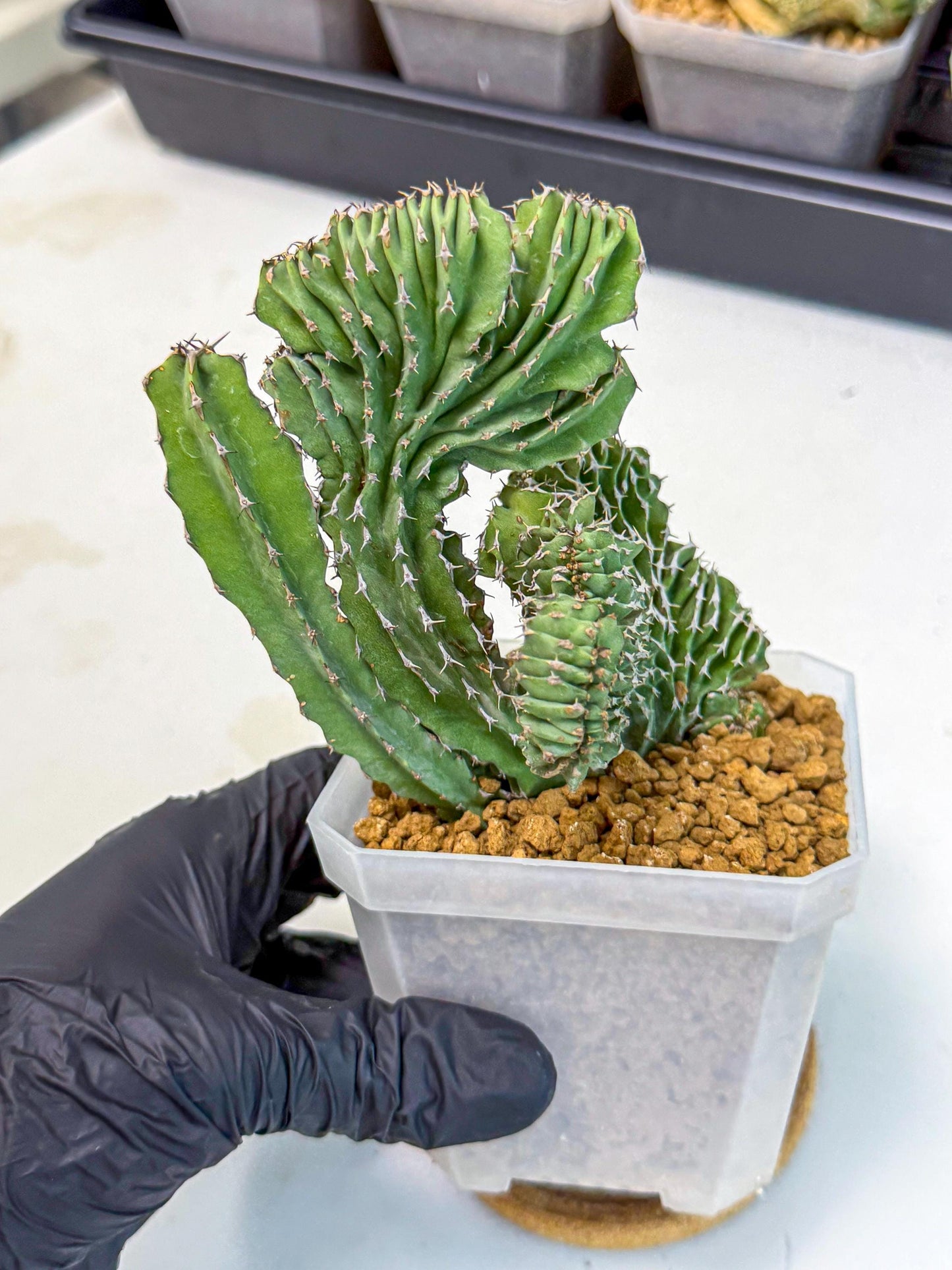 Euphorb Kibwezensis Crested (p) | Rare Plant