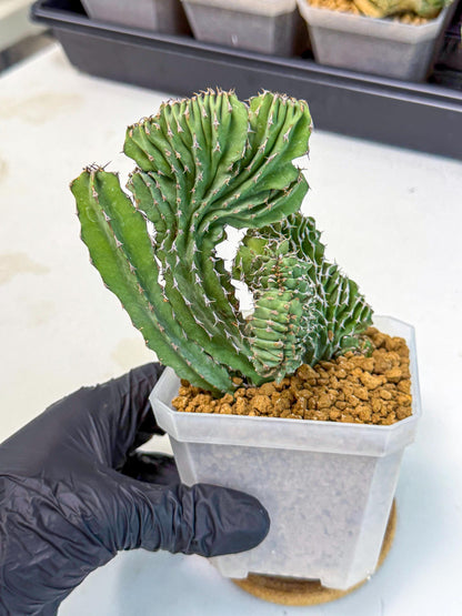 Euphorb Kibwezensis Crested (p) | Rare Plant