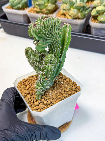 Euphorb Kibwezensis Crested (p) | Rare Plant