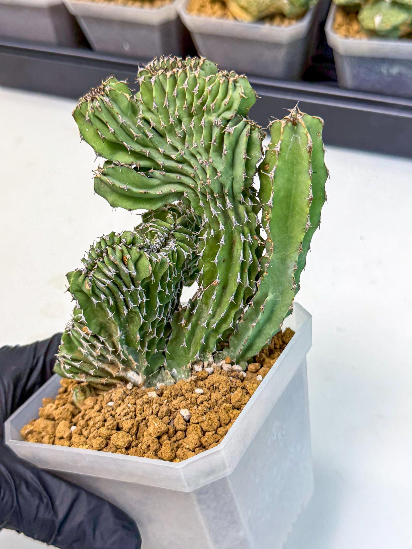 Euphorb Kibwezensis Crested (p) | Rare Plant