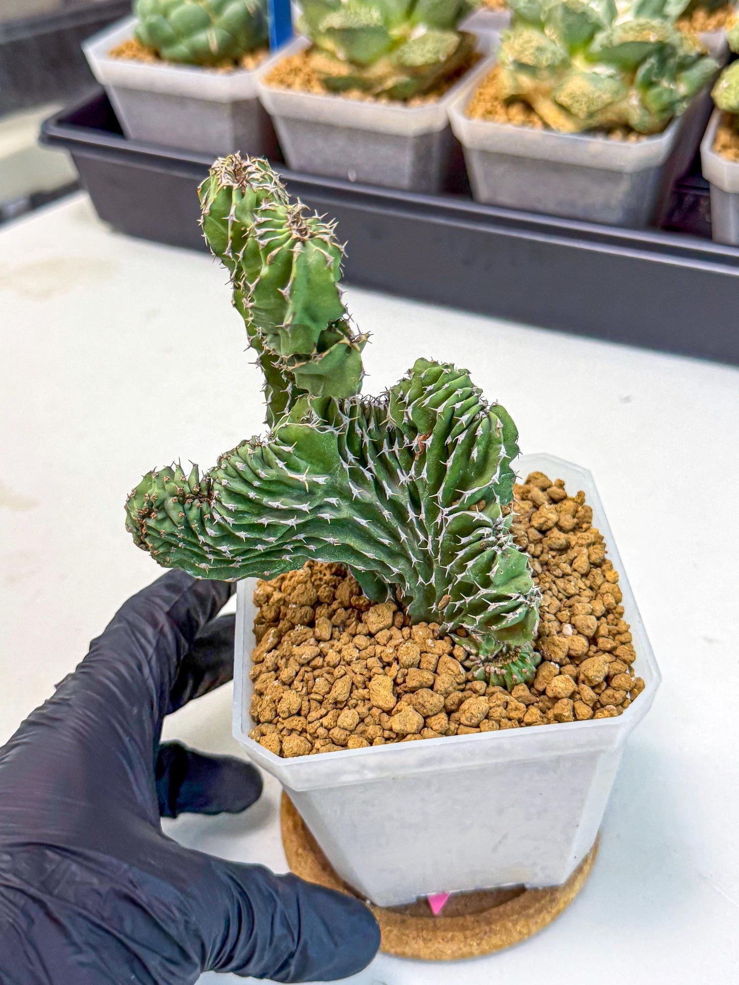 Euphorb Kibwezensis Crested (p) | Rare Plant