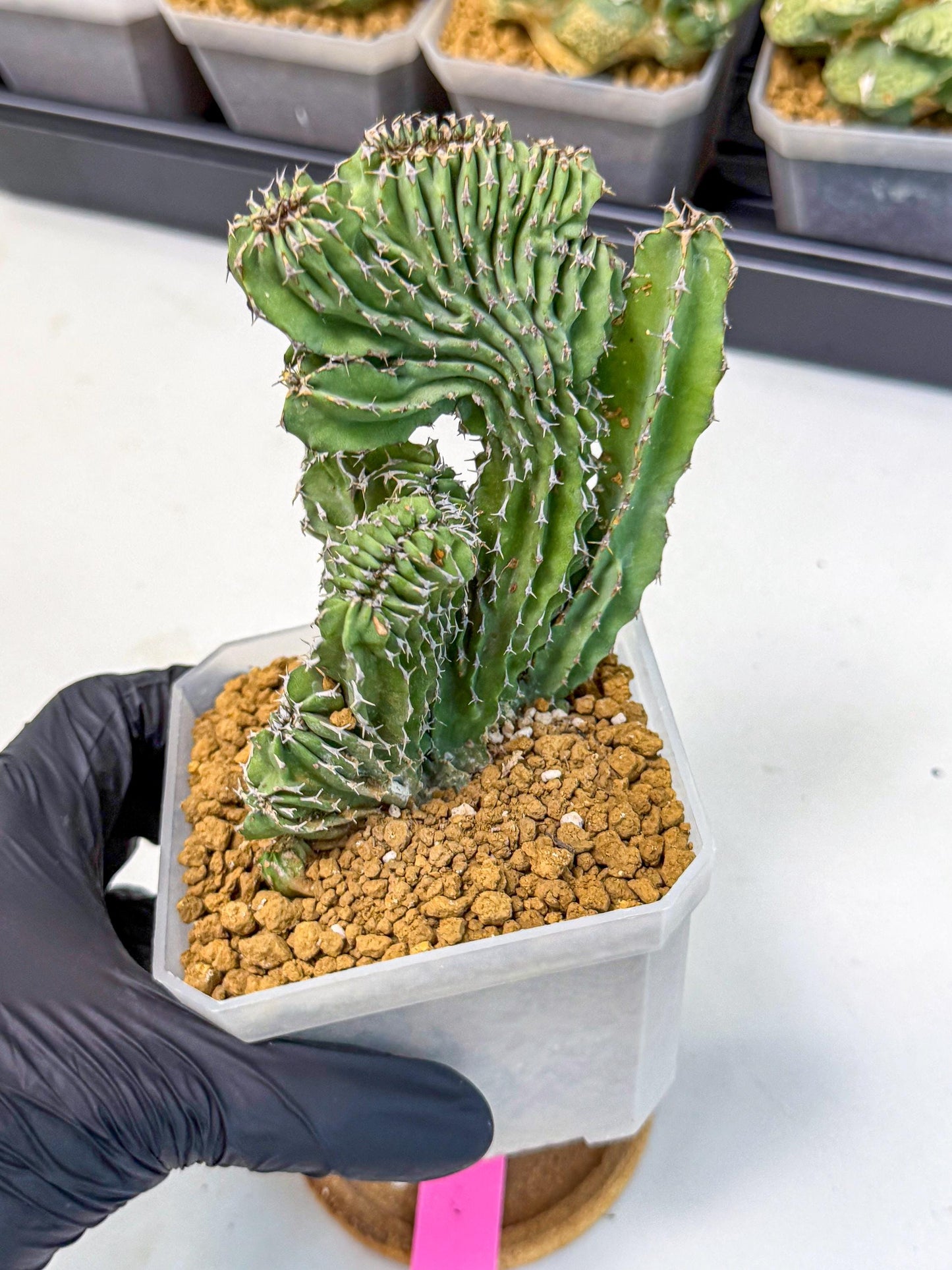 Euphorb Kibwezensis Crested (p) | Rare Plant