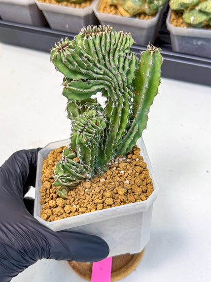 Euphorb Kibwezensis Crested (p) | Rare Plant