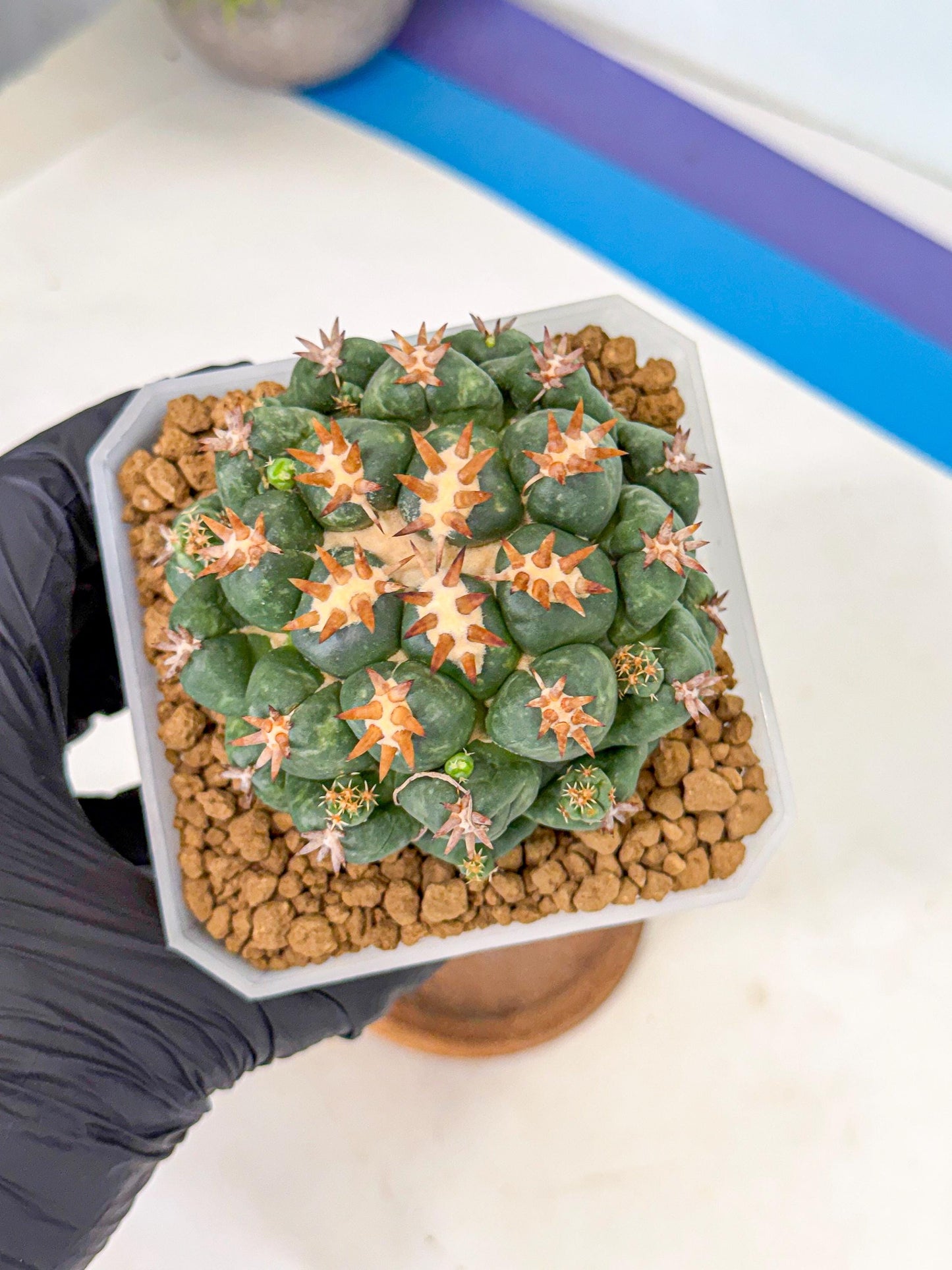 Coryphantha Tanshi (bb) | BEST to use Akadama clay to Grow
