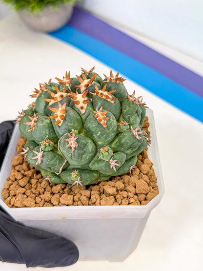 Coryphantha Tanshi (bb) | BEST to use Akadama clay to Grow