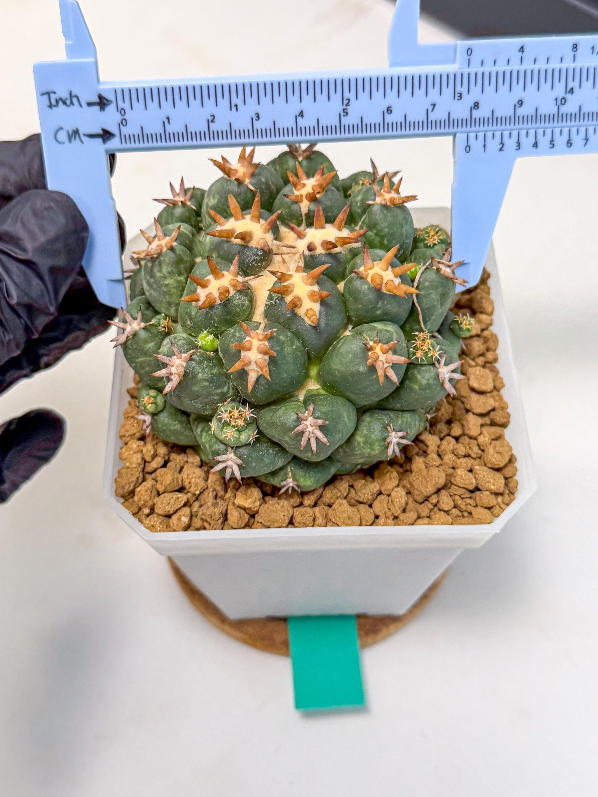 Coryphantha Tanshi (bb) | BEST to use Akadama clay to Grow