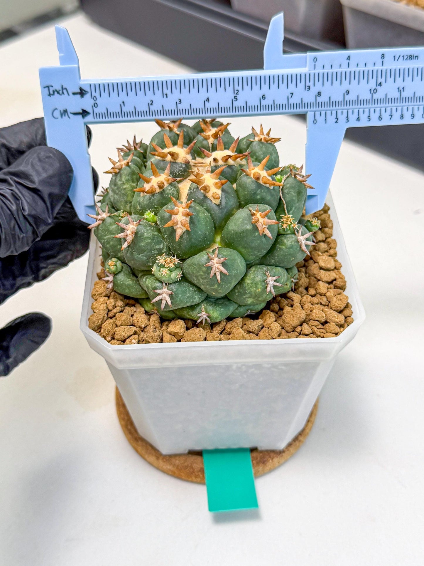 Coryphantha Tanshi (bb) | BEST to use Akadama clay to Grow
