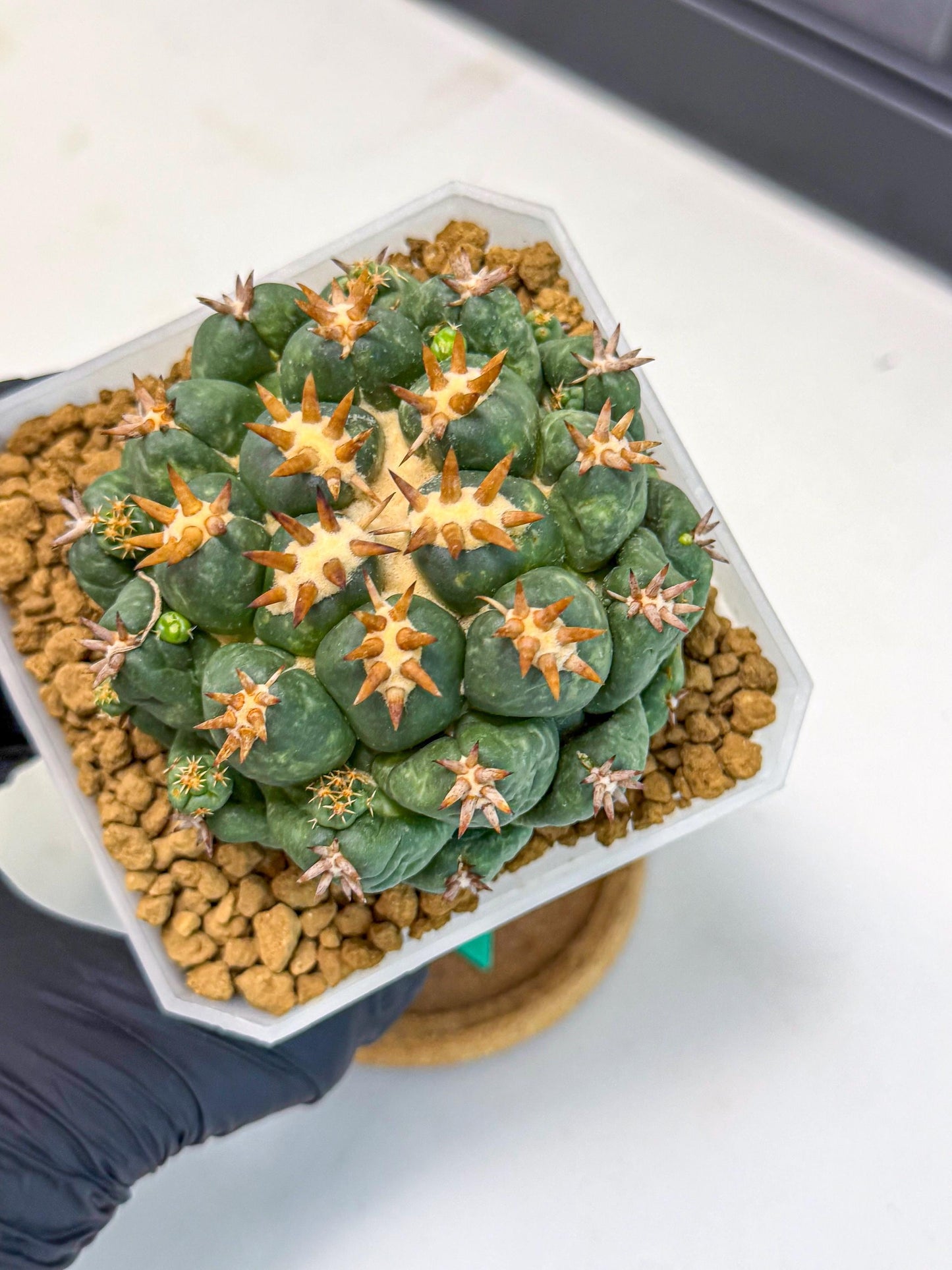 Coryphantha Tanshi (bb) | BEST to use Akadama clay to Grow
