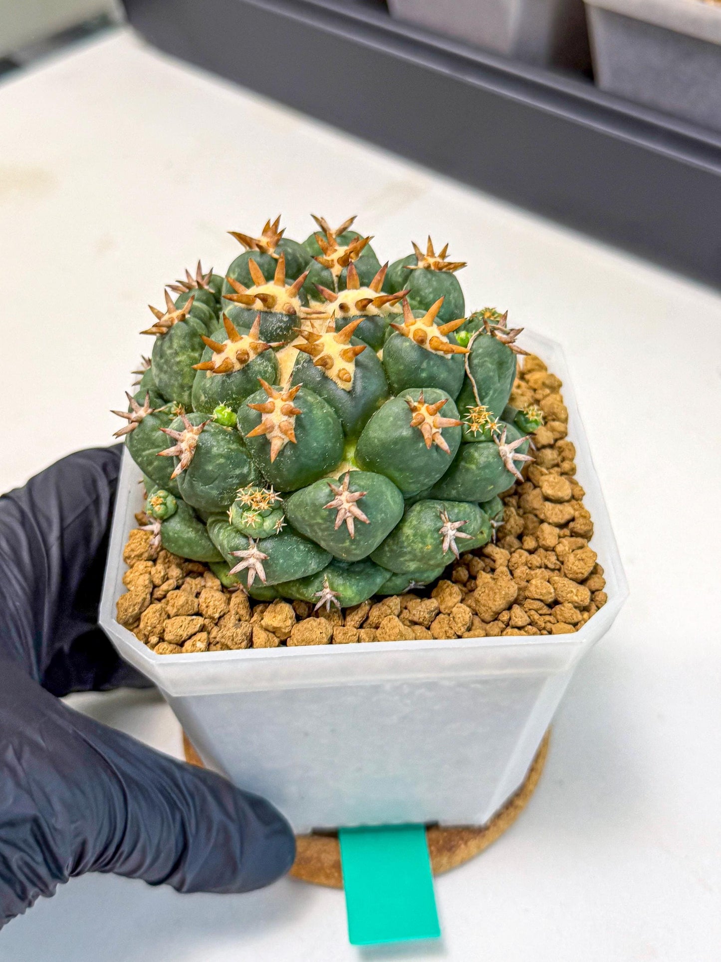 Coryphantha Tanshi (bb) | BEST to use Akadama clay to Grow