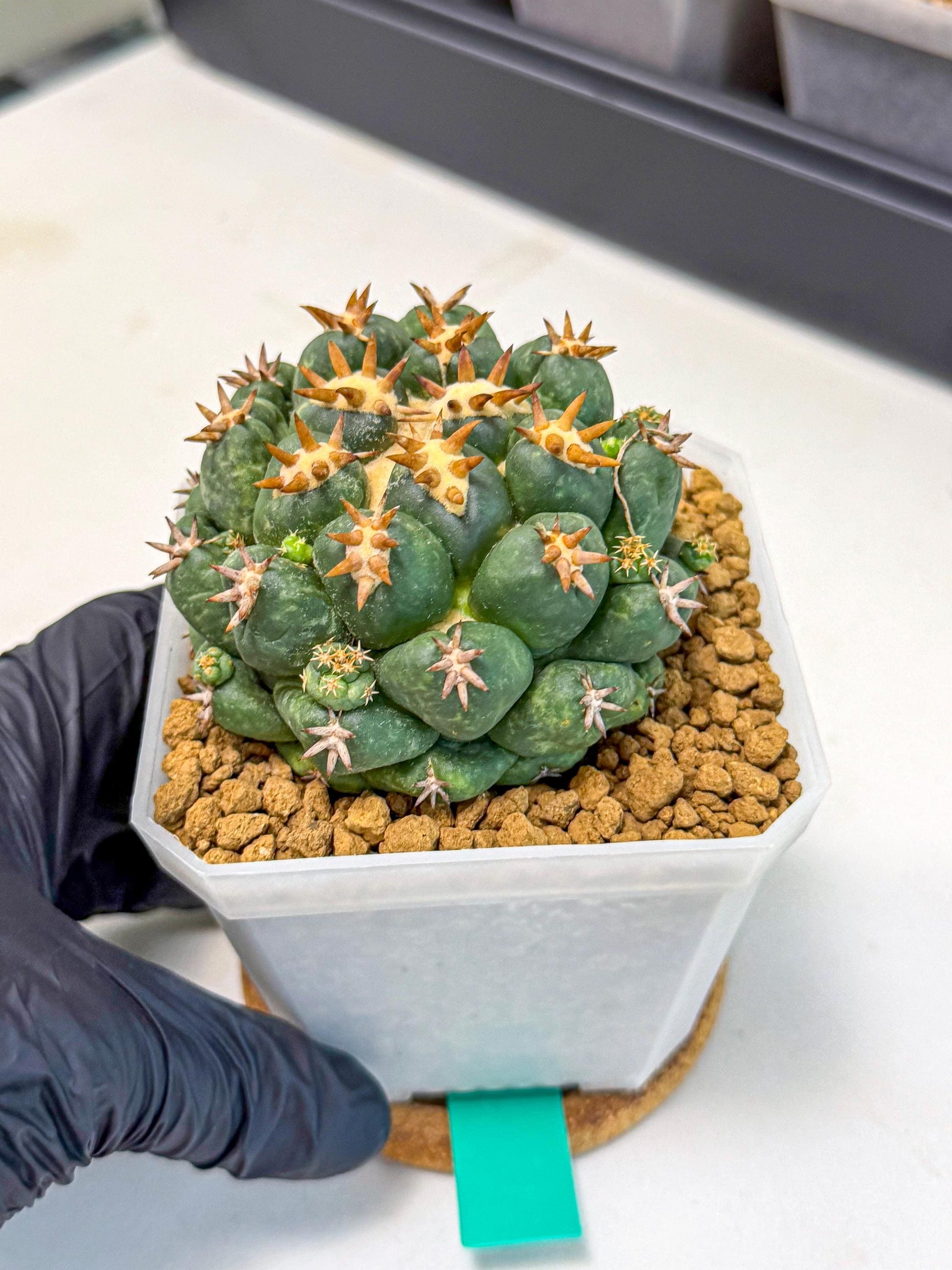 Coryphantha Tanshi (bb) | BEST to use Akadama clay to Grow