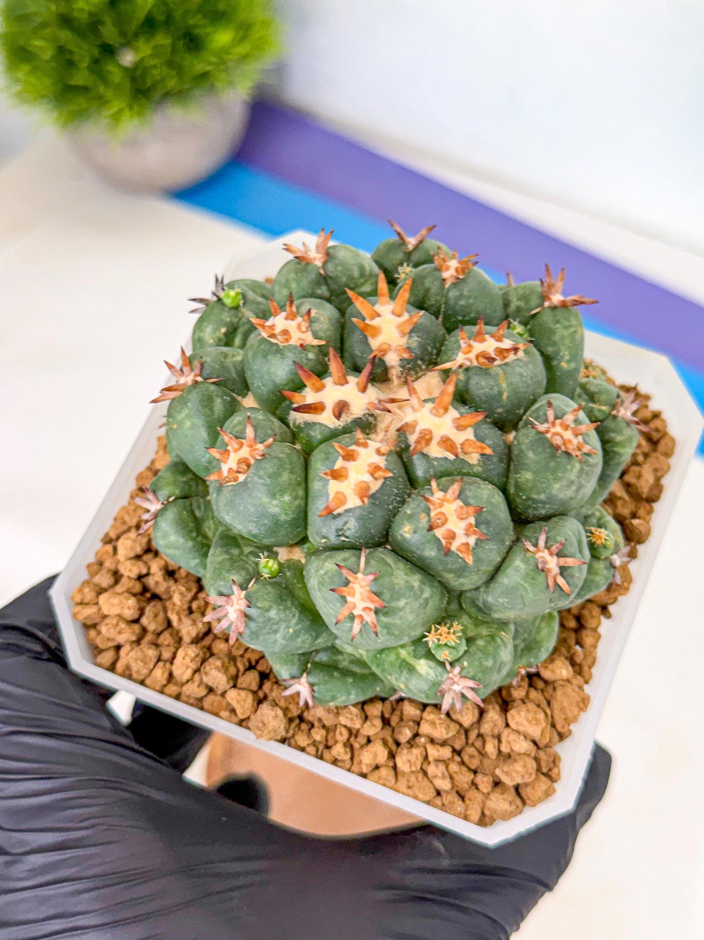 Coryphantha Tanshi (bb) | BEST to use Akadama clay to Grow