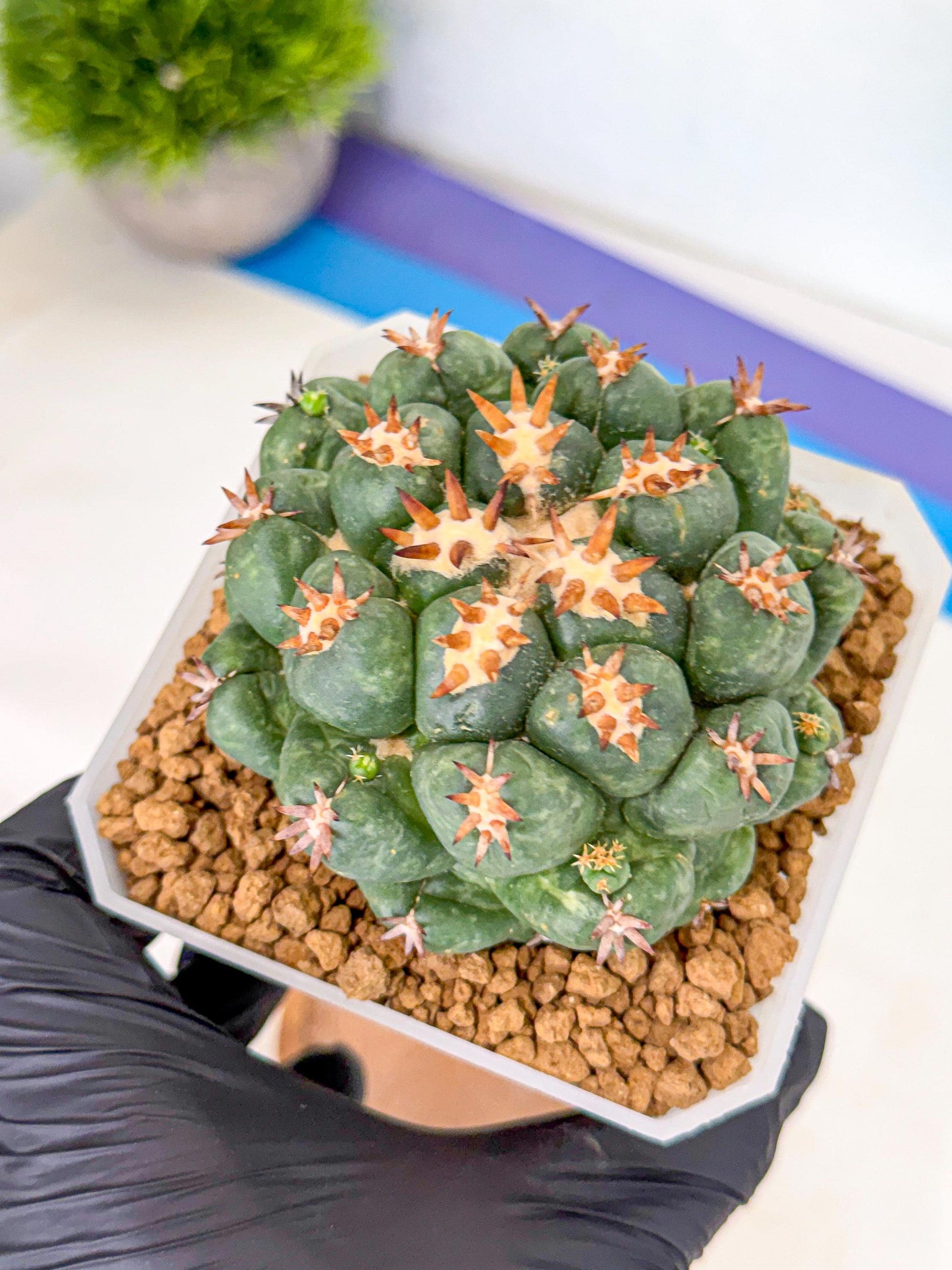 Coryphantha Tanshi (bb) | BEST to use Akadama clay to Grow