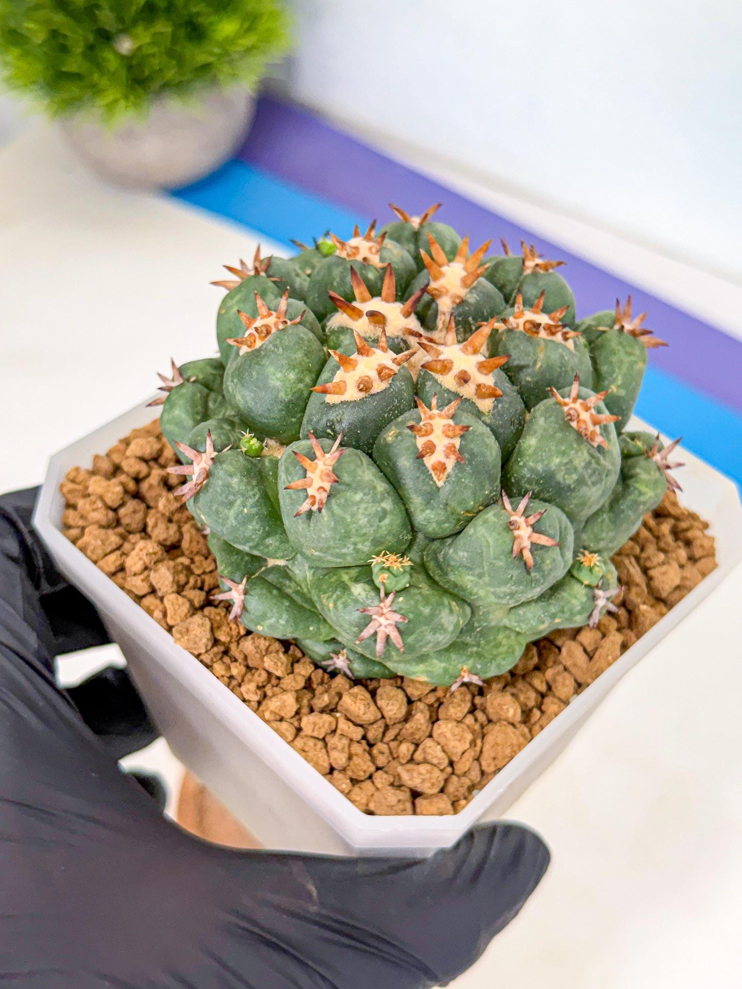 Coryphantha Tanshi (bb) | BEST to use Akadama clay to Grow