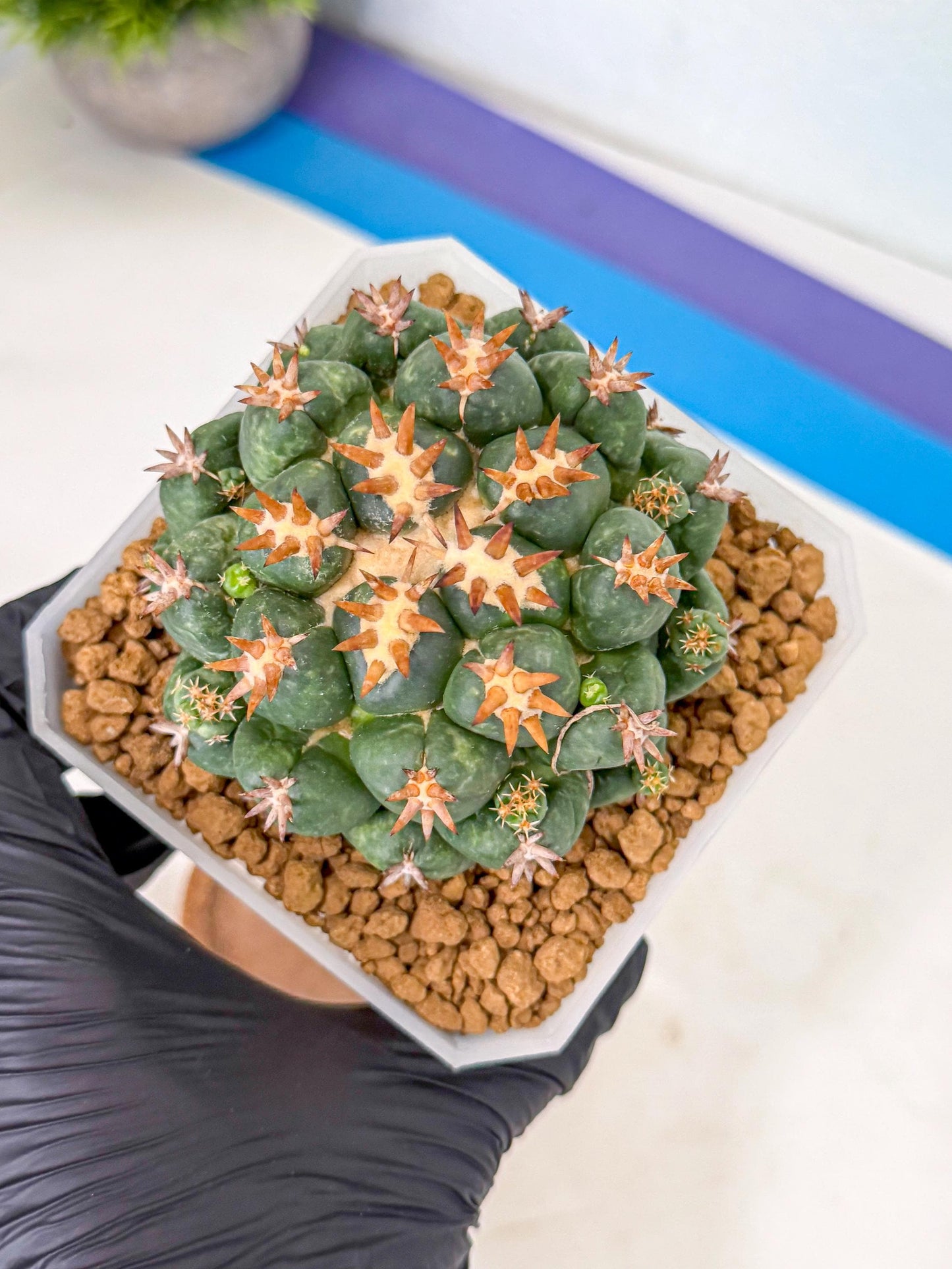 Coryphantha Tanshi (bb) | BEST to use Akadama clay to Grow