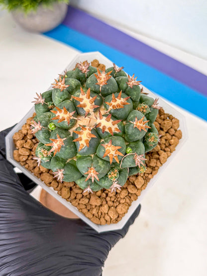 Coryphantha Tanshi (bb) | BEST to use Akadama clay to Grow