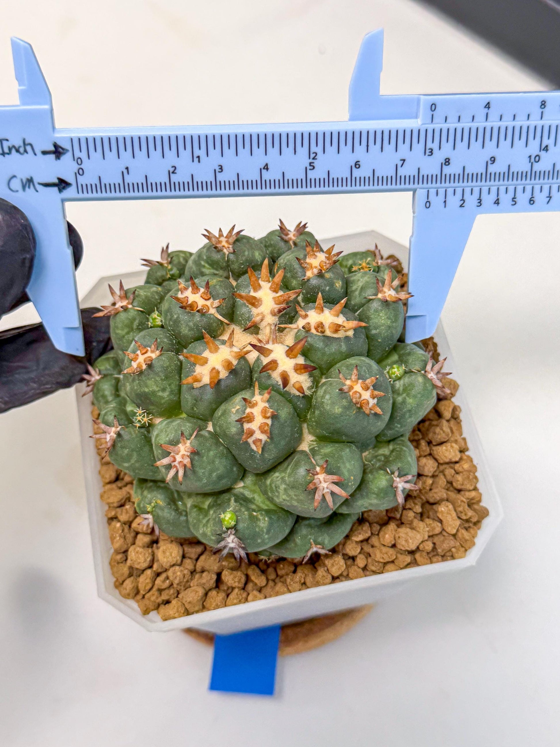Coryphantha Tanshi (bb) | BEST to use Akadama clay to Grow