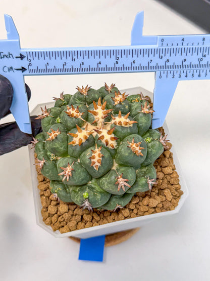 Coryphantha Tanshi (bb) | BEST to use Akadama clay to Grow
