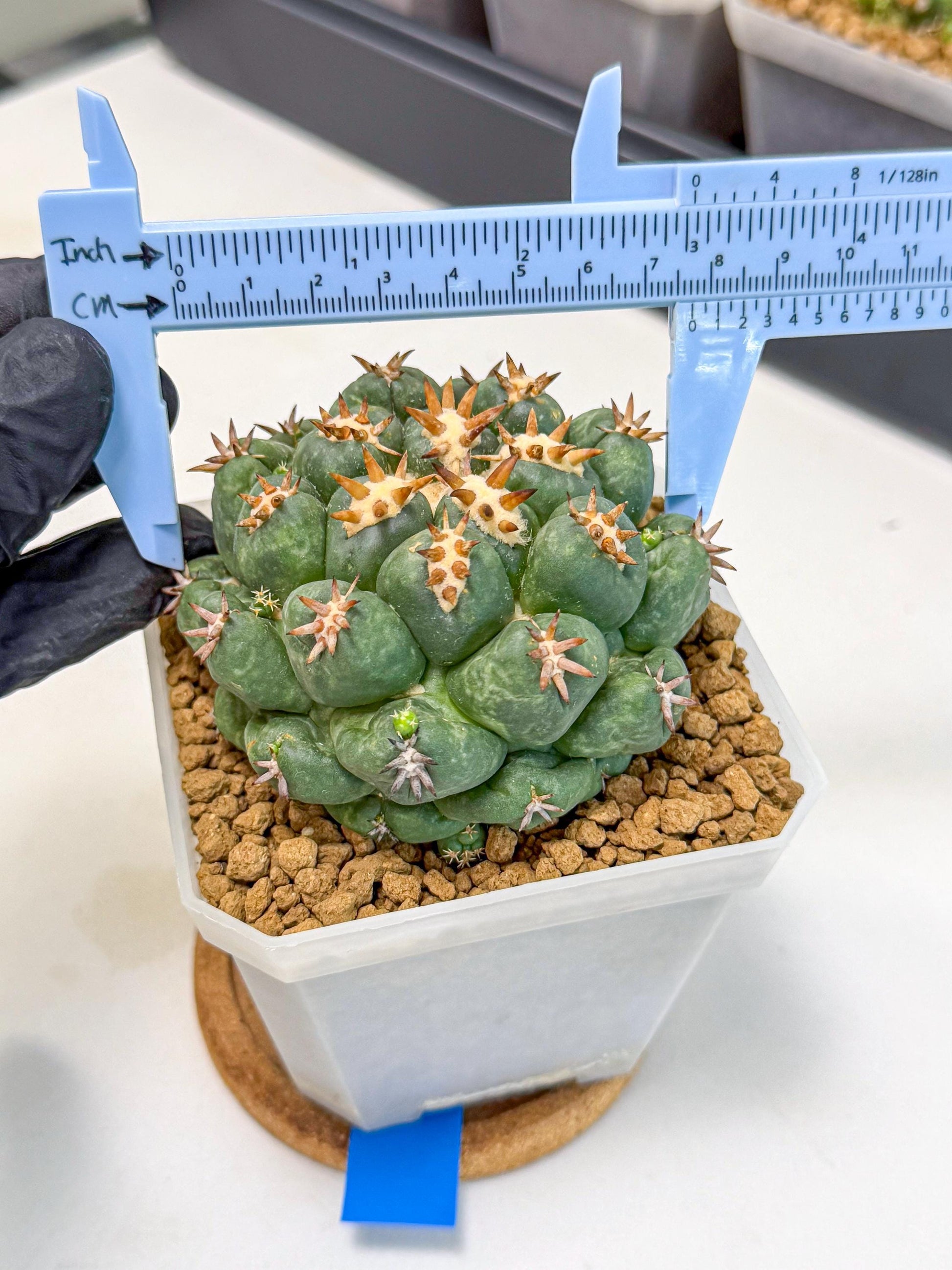 Coryphantha Tanshi (bb) | BEST to use Akadama clay to Grow