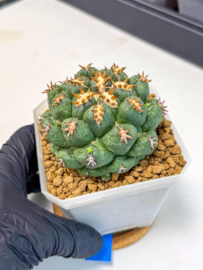 Coryphantha Tanshi (bb) | BEST to use Akadama clay to Grow