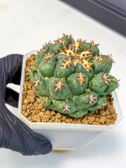 Coryphantha Tanshi (bb) | BEST to use Akadama clay to Grow
