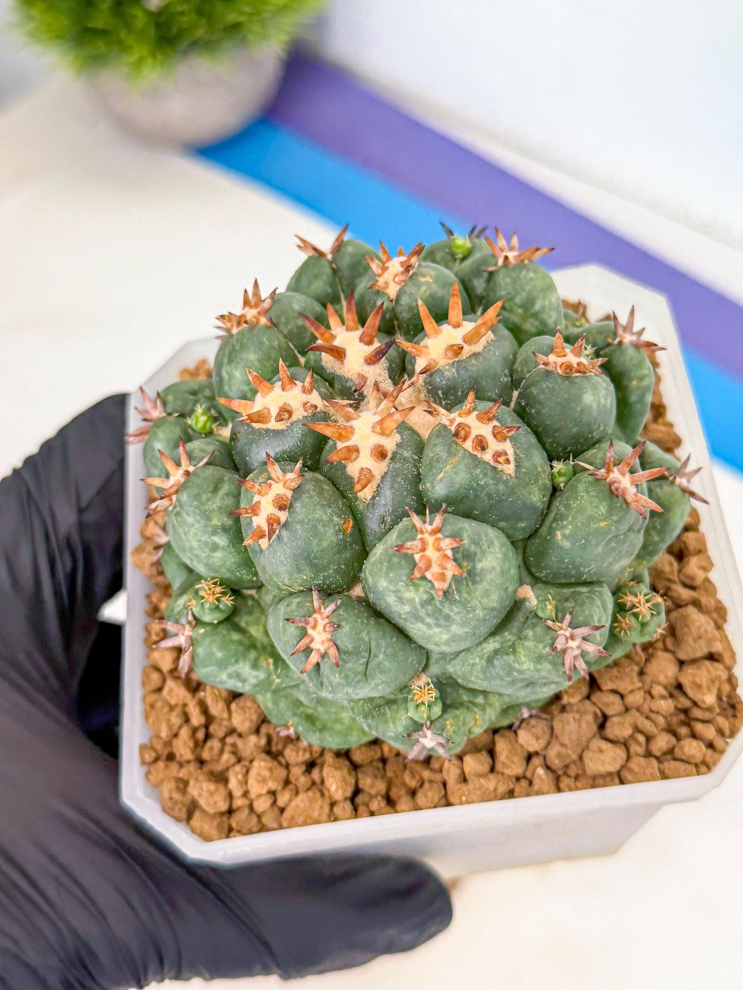 Coryphantha Tanshi (bb) | BEST to use Akadama clay to Grow