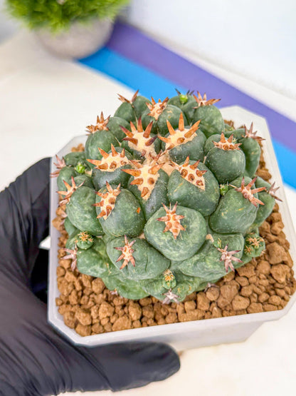 Coryphantha Tanshi (bb) | BEST to use Akadama clay to Grow