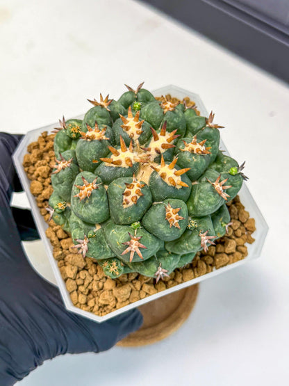 Coryphantha Tanshi (bb) | BEST to use Akadama clay to Grow