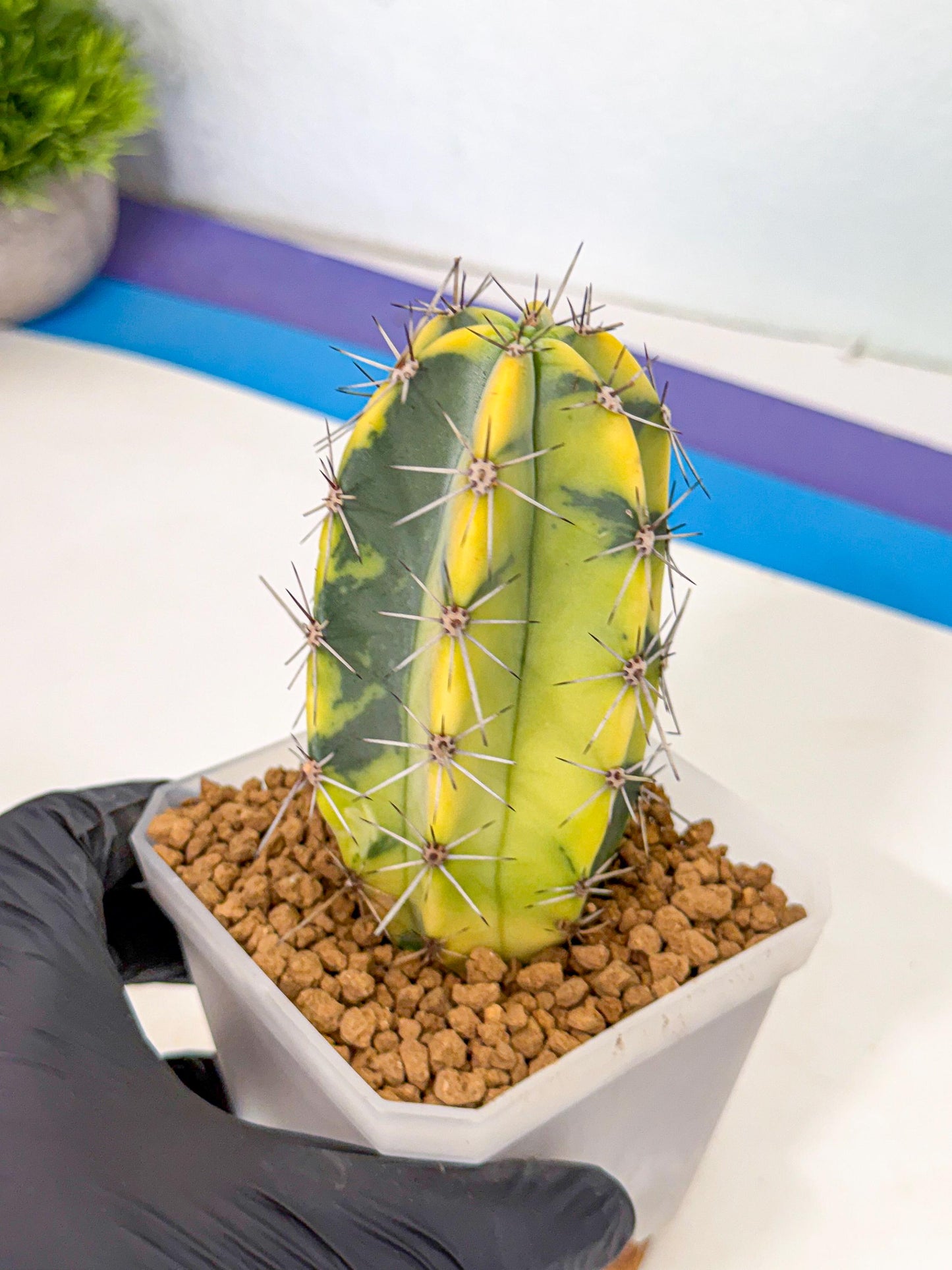 Stenosereus pruinosus Var (pp) | Rare Cactus