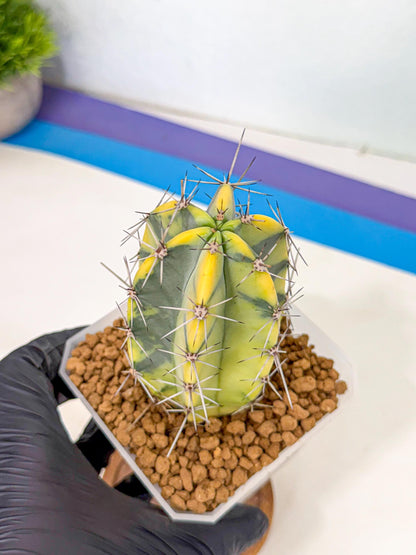 Stenosereus pruinosus Var (pp) | Rare Cactus