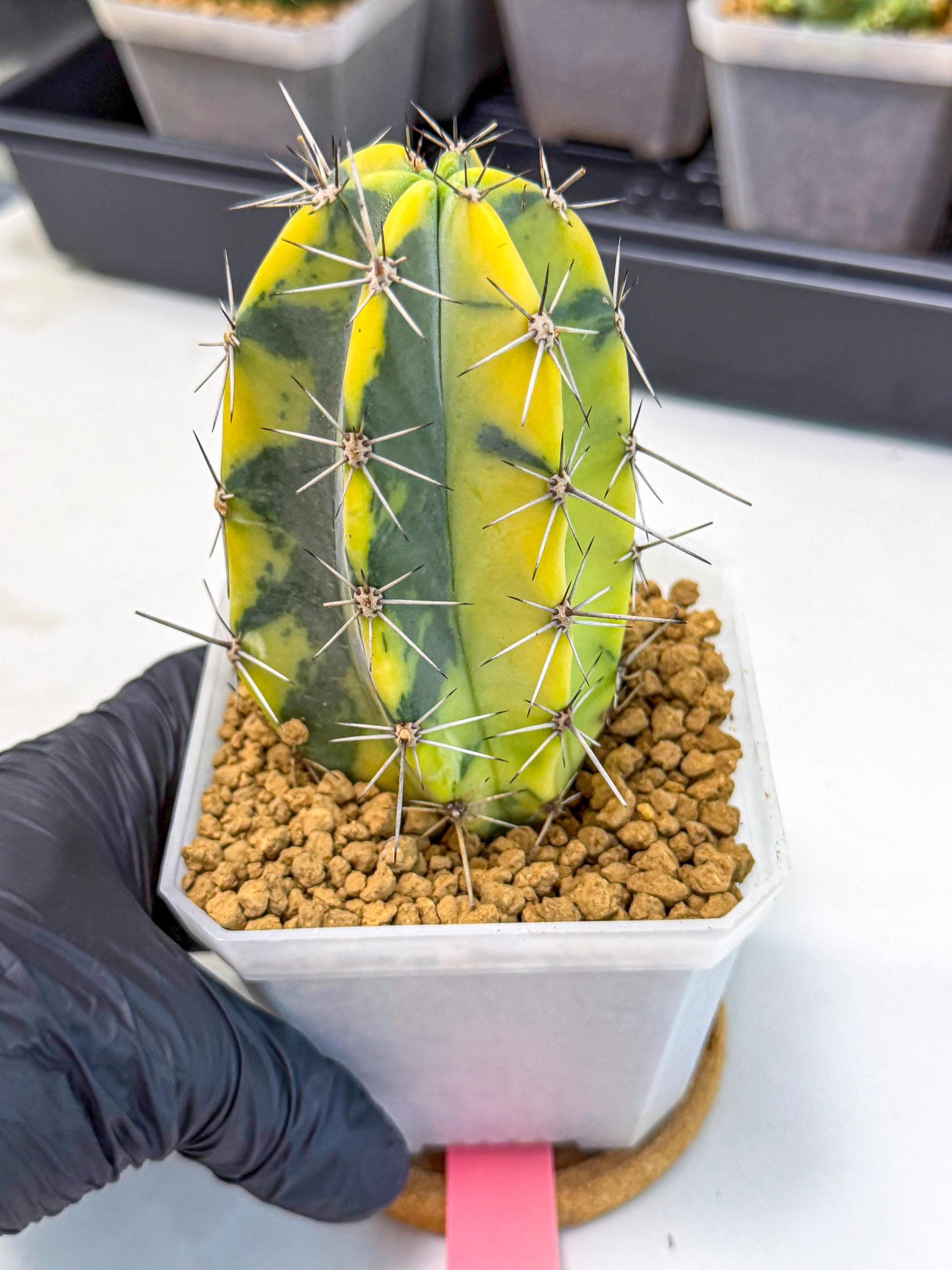 Stenosereus pruinosus Var (pp) | Rare Cactus
