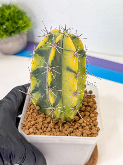 Stenosereus pruinosus Var (pp) | Rare Cactus