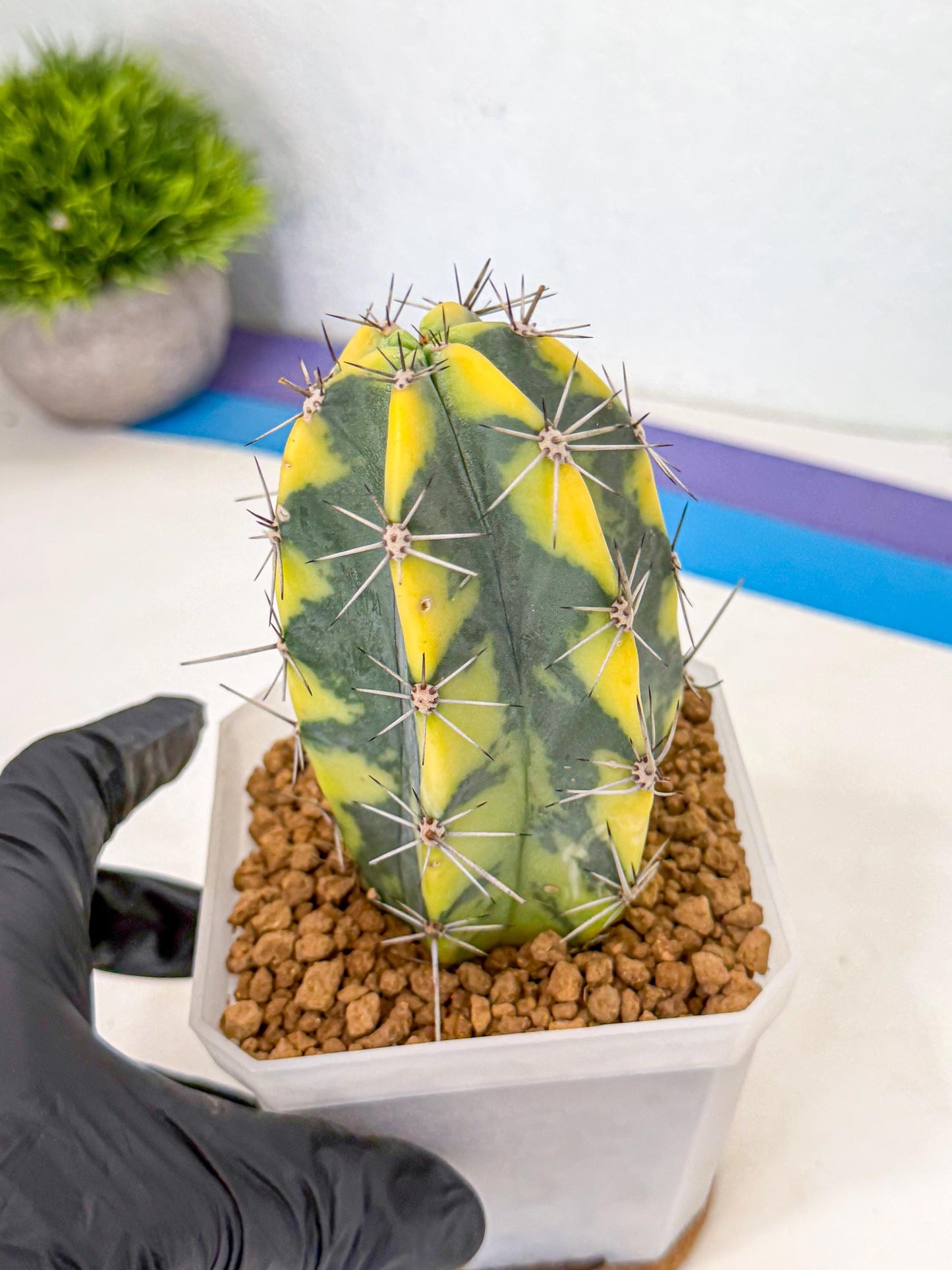 Stenosereus pruinosus Var (pp) | Rare Cactus