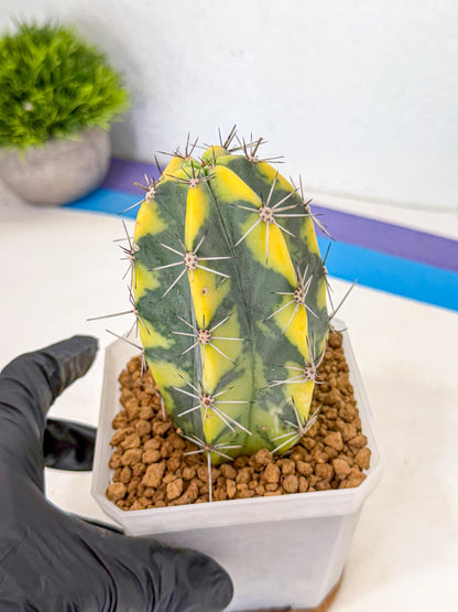 Stenosereus pruinosus Var (pp) | Rare Cactus
