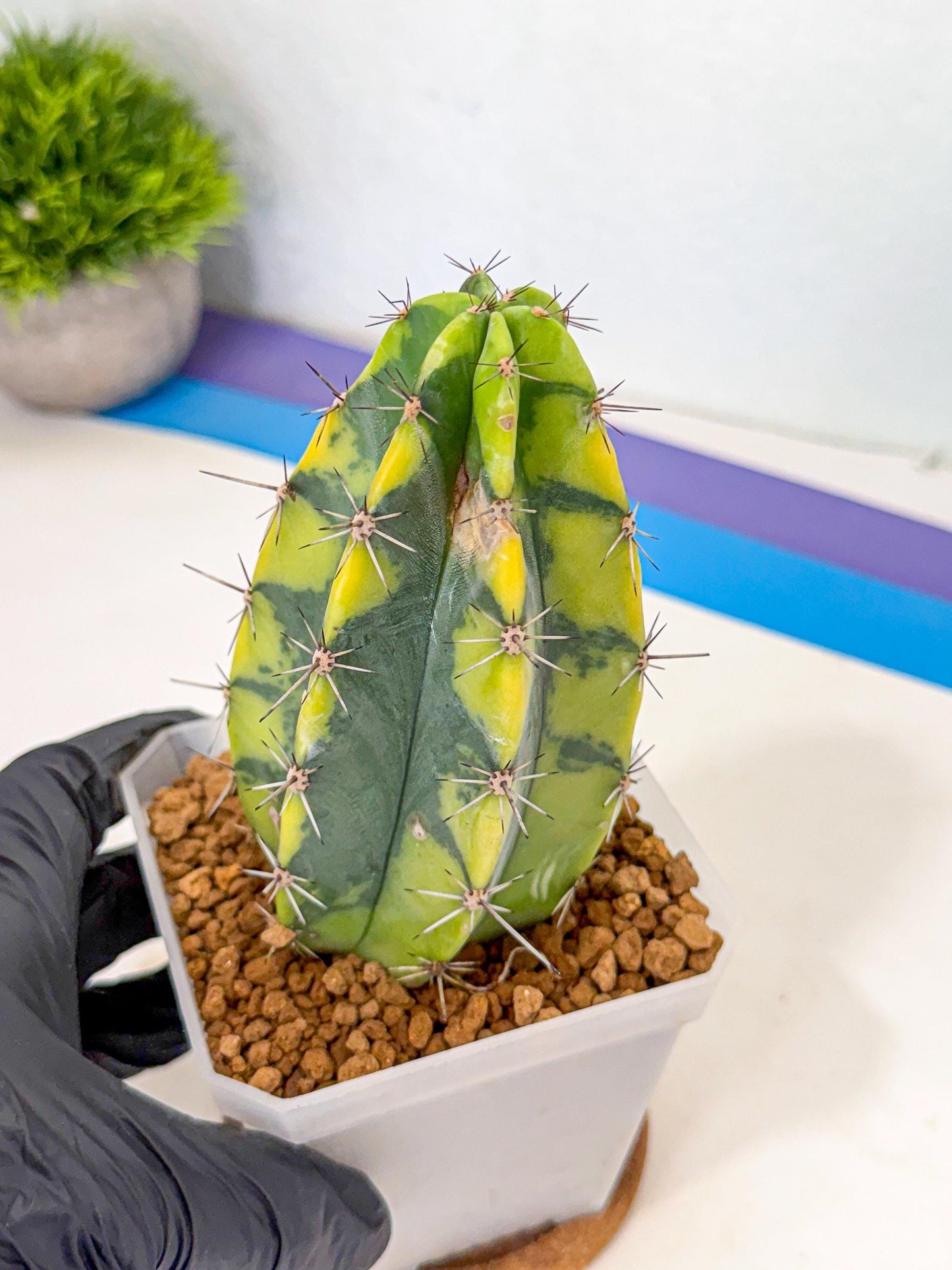 Stenosereus pruinosus Var (rr) | Rare Cactus