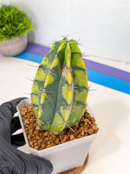 Stenosereus pruinosus Var (rr) | Rare Cactus