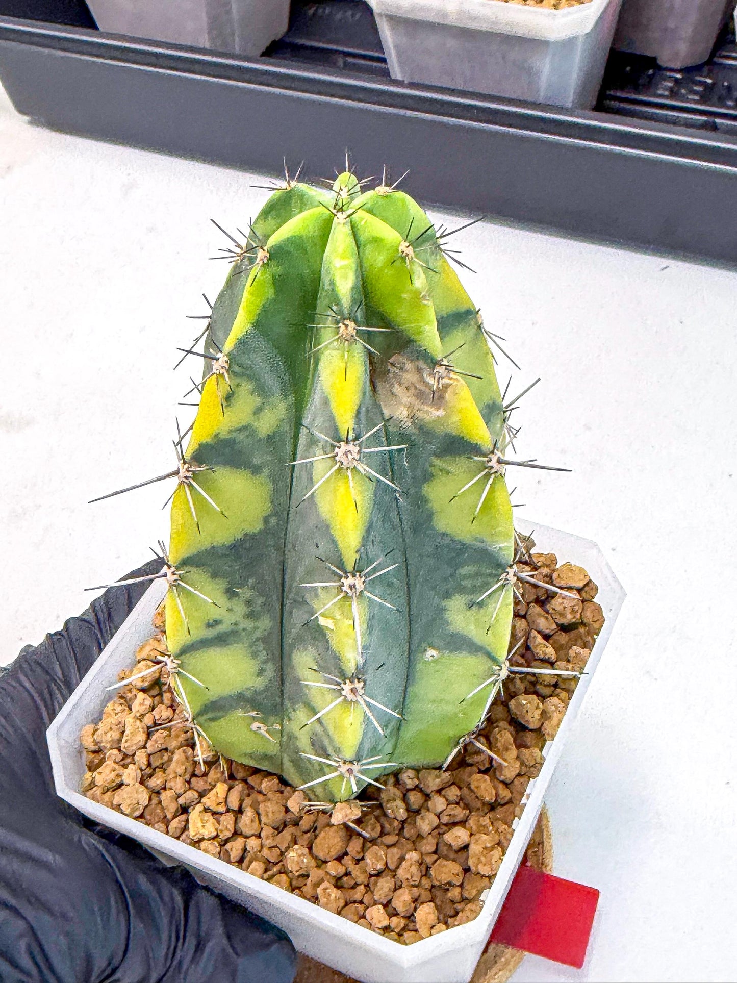 Stenosereus pruinosus Var (rr) | Rare Cactus