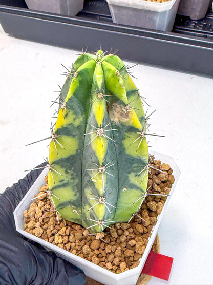 Stenosereus pruinosus Var (rr) | Rare Cactus