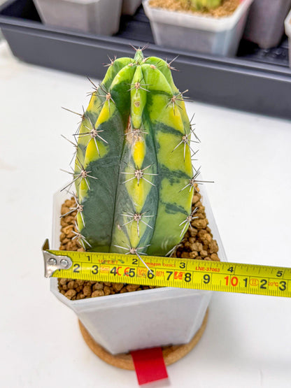 Stenosereus pruinosus Var (rr) | Rare Cactus