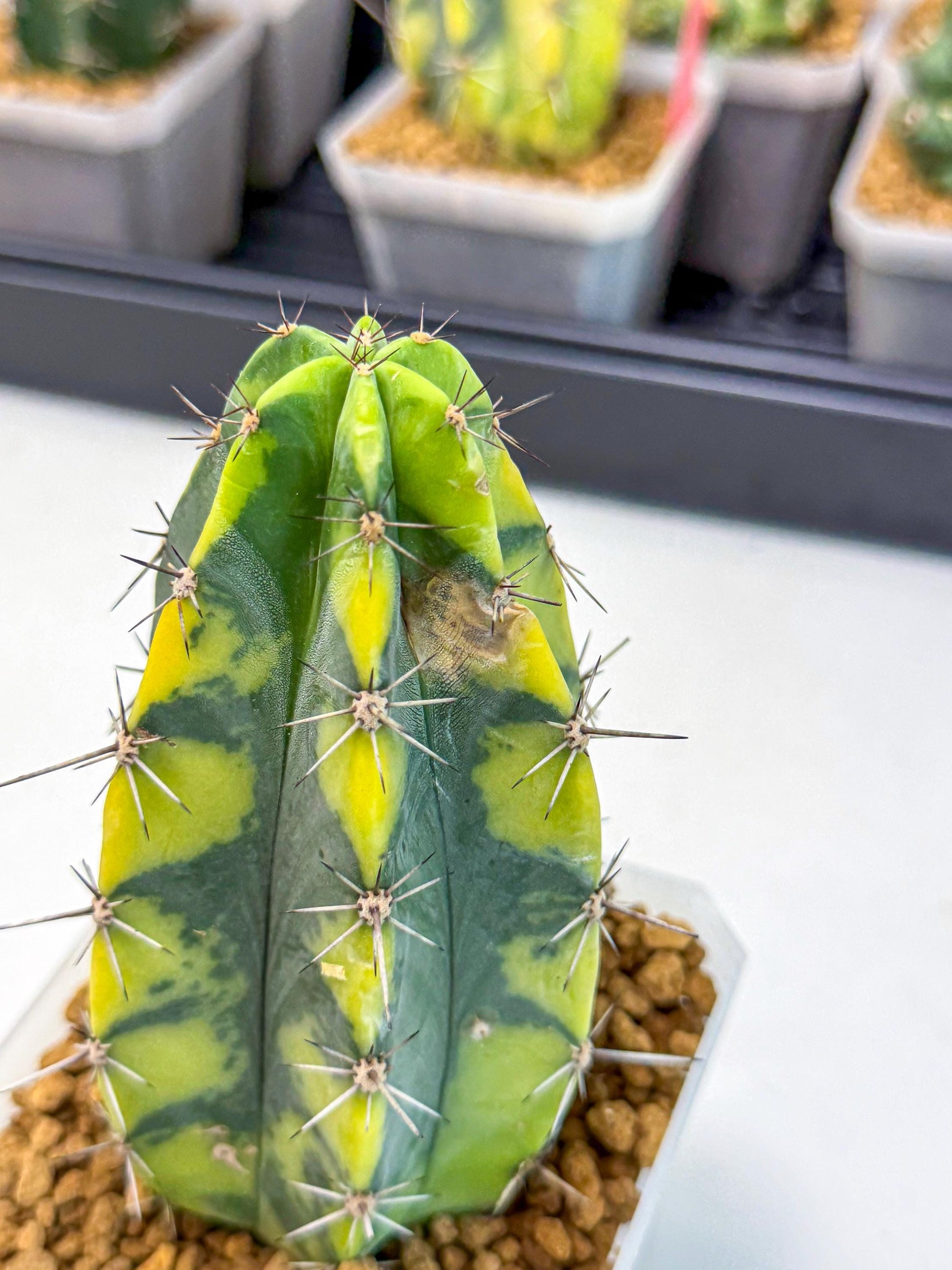 Stenosereus pruinosus Var (rr) | Rare Cactus
