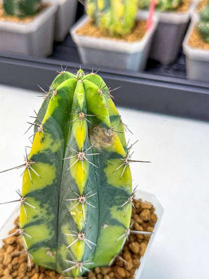 Stenosereus pruinosus Var (rr) | Rare Cactus