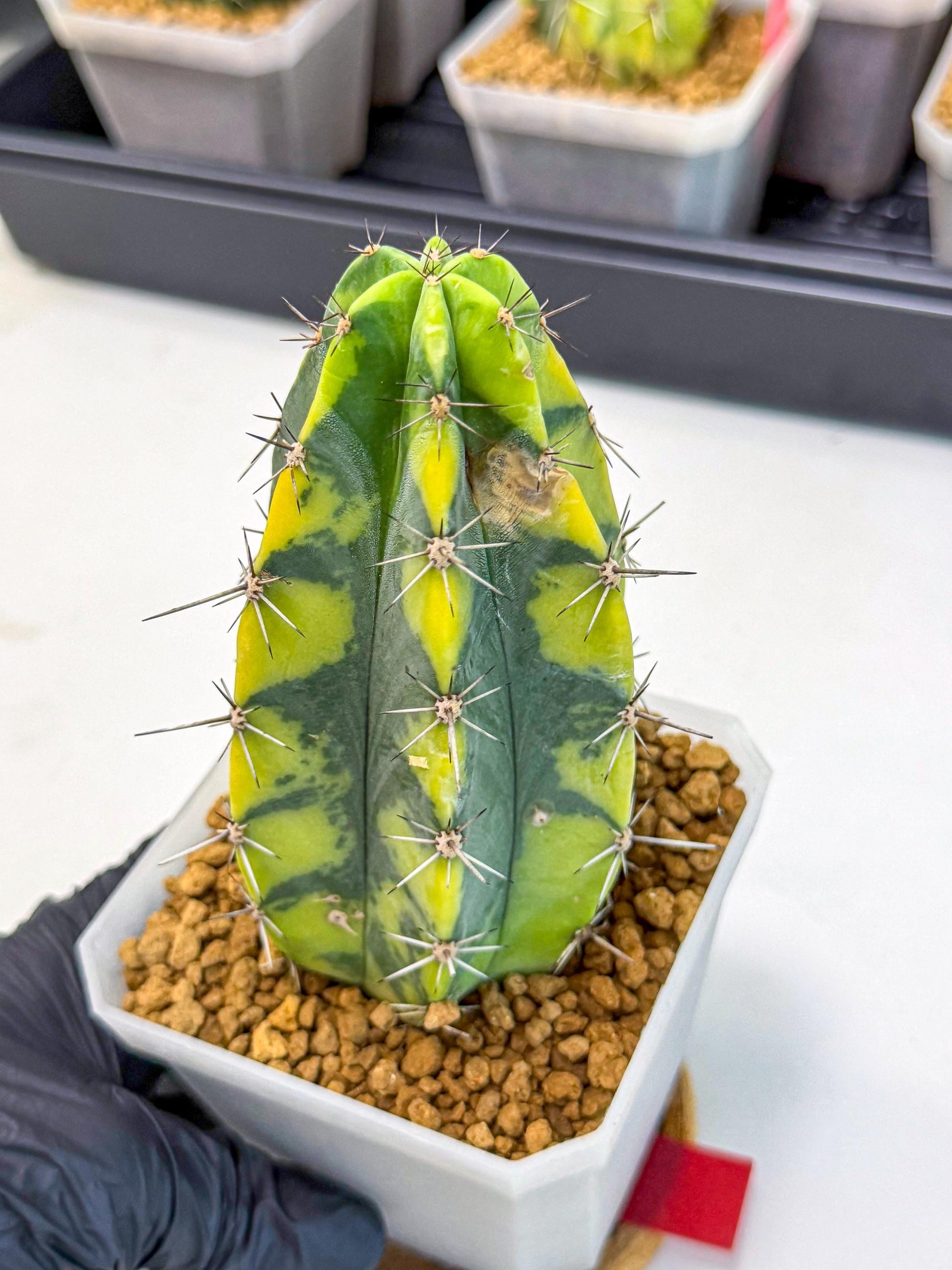 Stenosereus pruinosus Var (rr) | Rare Cactus