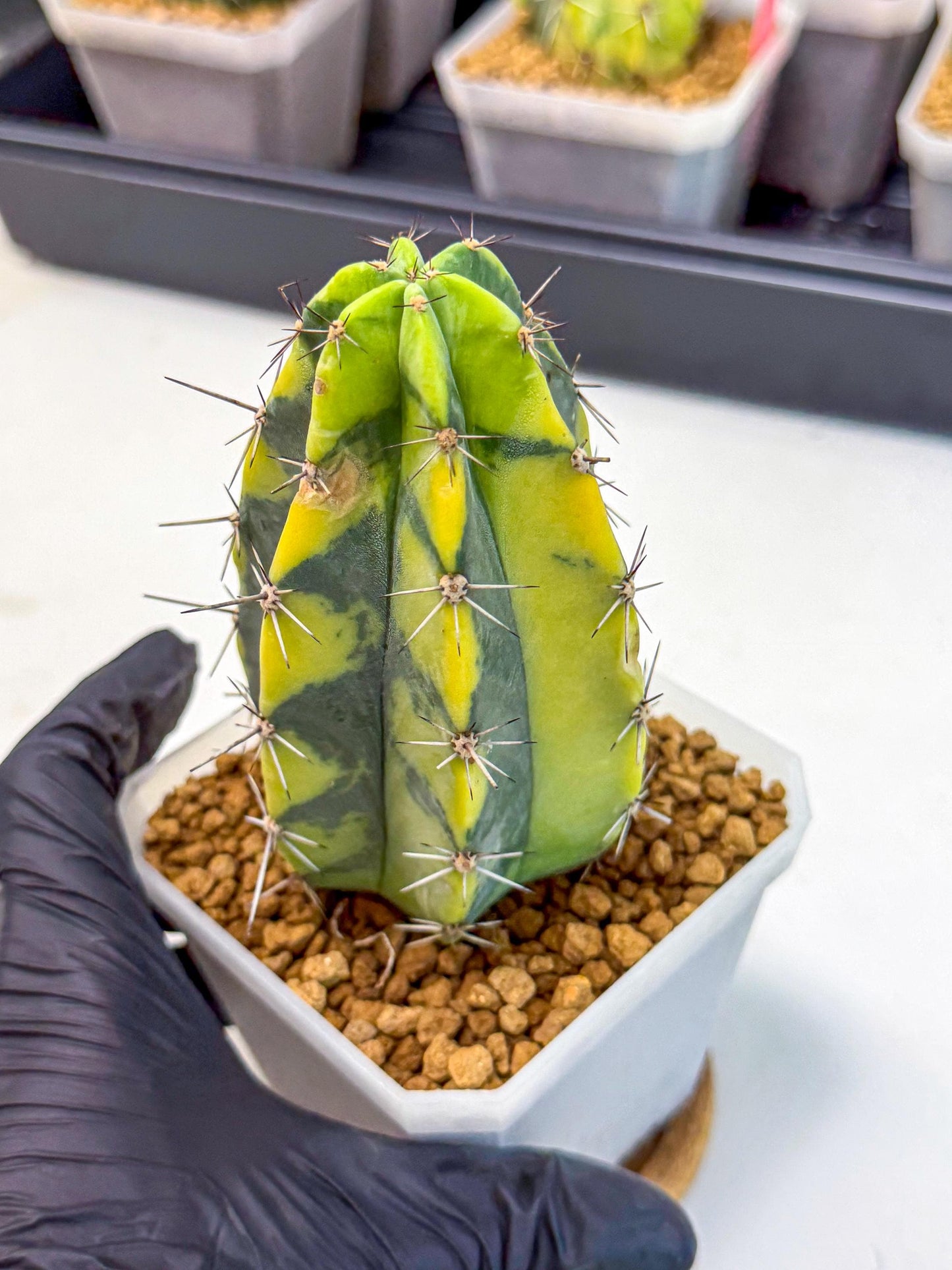 Stenosereus pruinosus Var (rr) | Rare Cactus