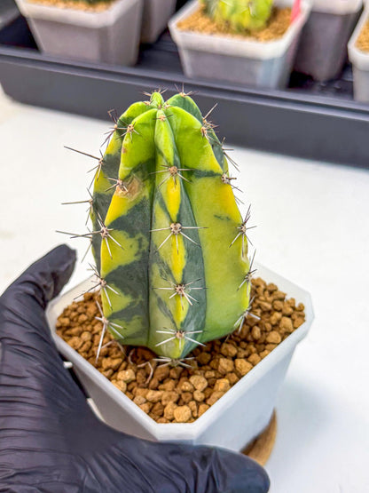 Stenosereus pruinosus Var (rr) | Rare Cactus